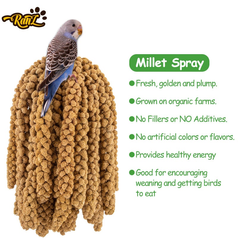 RANZ 5LBS Spray Millet Treat for Pet Birds, Hand-Harvested Bird Snack, Natural Sun-Dried Millet Spray for Parakeets, Parrots, Cockatiels, Lovebirds, Budgies, Finches, Canaries - Image 4