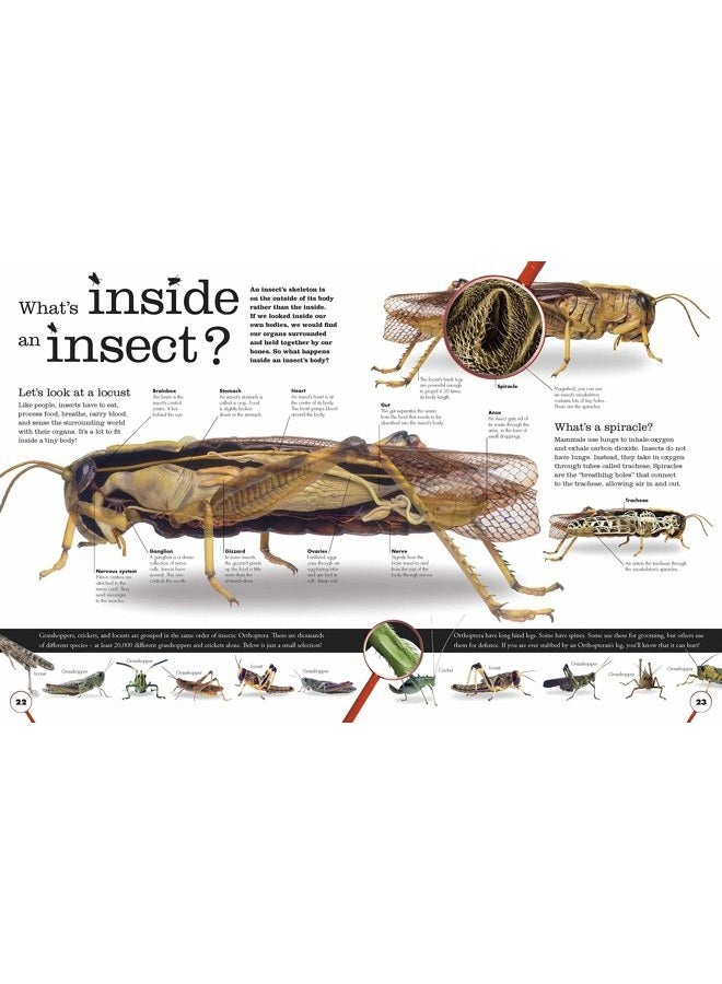 DK Everything You Need to Know About Bugs - Image 2