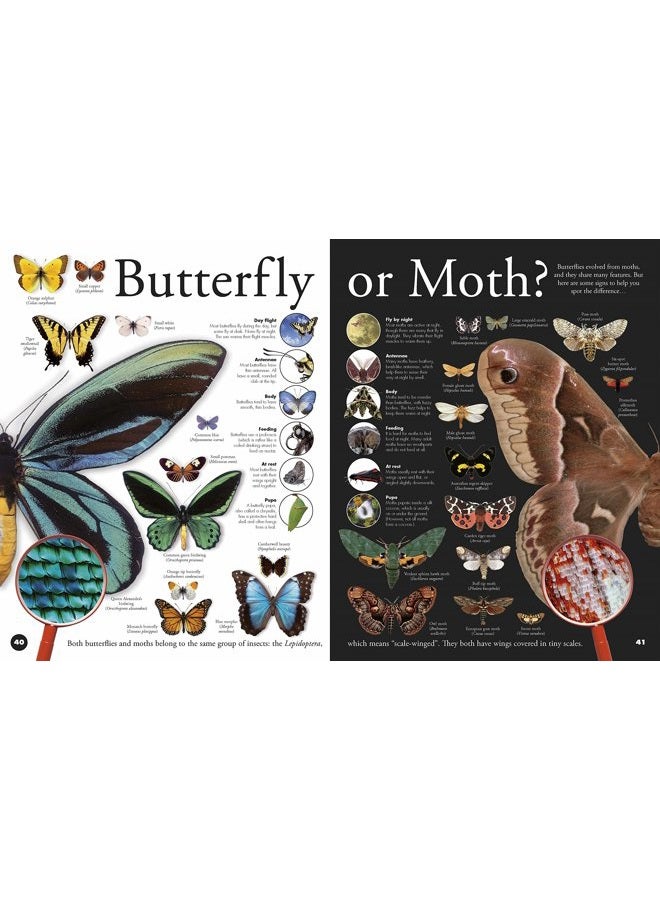 DK Everything You Need to Know About Bugs - Image 4