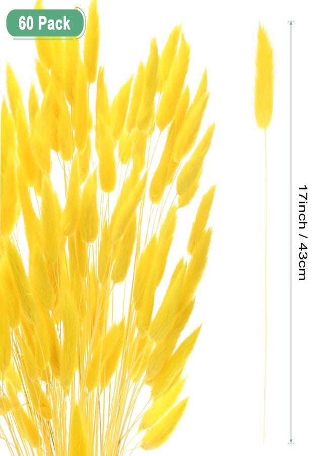 مجموعة M METERXITY المكونة من 60 قطعة من عشب ذيل الأرنب، 17 بوصة، عشب ذيل الأرنب المنفوش، أغصان الزهور المجففة، حشو المزهريات، عشب البامباس المجفف، ديكور للمنزل/حفلات الزفاف/المزهريات/المكتب/الحفلات [أصفر ذهبي] - Image 3