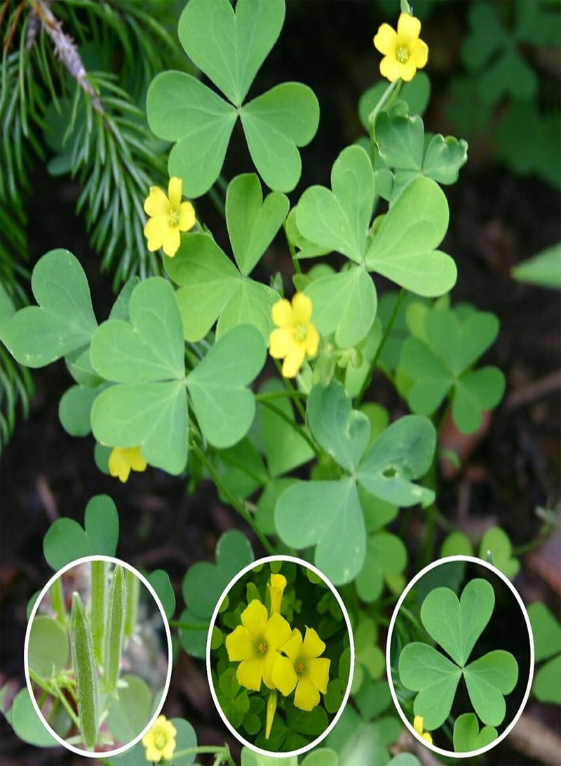 جي جوت 30 قطعة من بذور الزهور الصالحة للأكل غير المعدلة وراثيًا، بذور حميض الخشب الصفراء الزاهية الألوان، هدايا البستنة للنساء والرجال والأطفال، سهلة الزراعة والنمو - بذور - Image 5