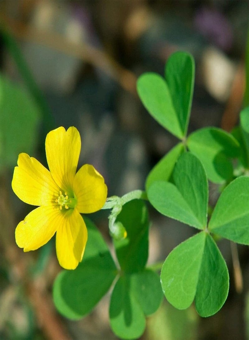 جي جوت 30 قطعة من بذور الزهور الصالحة للأكل غير المعدلة وراثيًا، بذور حميض الخشب الصفراء الزاهية الألوان، هدايا البستنة للنساء والرجال والأطفال، سهلة الزراعة والنمو - بذور - Image 3