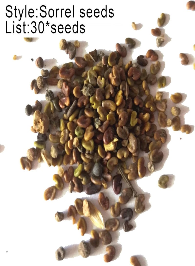 جي جوت 30 قطعة من بذور الزهور الصالحة للأكل غير المعدلة وراثيًا، بذور حميض الخشب الصفراء الزاهية الألوان، هدايا البستنة للنساء والرجال والأطفال، سهلة الزراعة والنمو - بذور - Image 4