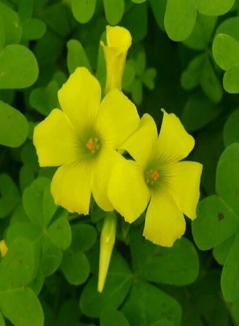 جي جوت 30 قطعة من بذور الزهور الصالحة للأكل غير المعدلة وراثيًا، بذور حميض الخشب الصفراء الزاهية الألوان، هدايا البستنة للنساء والرجال والأطفال، سهلة الزراعة والنمو - بذور - Image 2