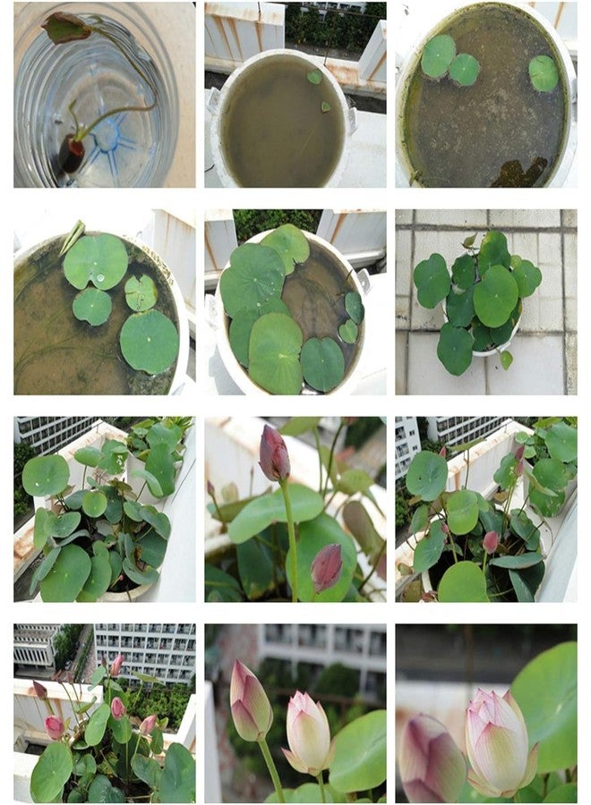 ZEshops 12pcs Mixed Pink, Red & Green Color Bowl Lotus Seeds for Planting Beautiful Water Plants for Indoor Bonsai, Outdoor Ponds - Image 5
