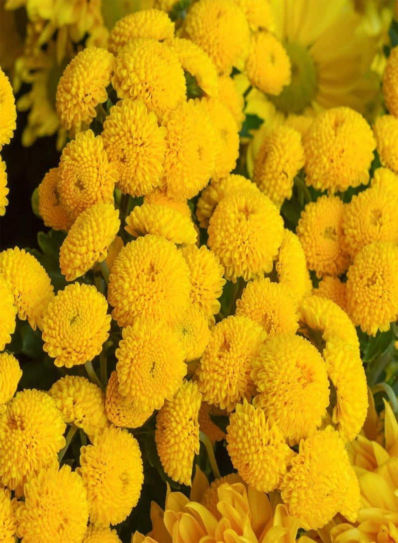 GGOOT Chrysanthemum Golden Ball - Tanacetum parthenium 'Golden Ball' Flower Seeds, Also Known as Feverfew 'Golden Ball' Home Garden Planting by Heavy Torch, 1600 Seeds