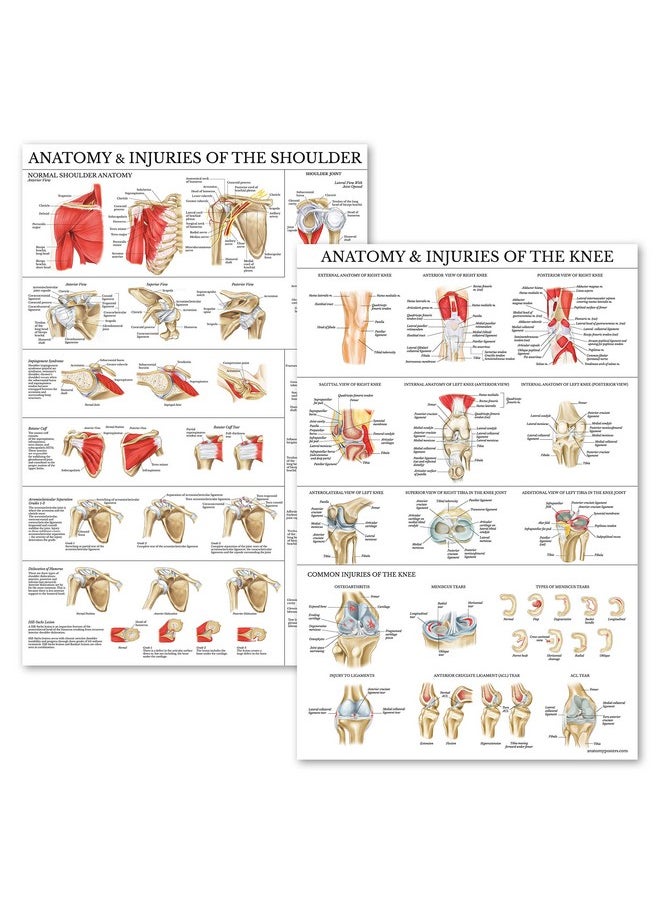 Palace Learning Palace Learning 2 Pack - Anatomy and Injuries of The Knee & Shoulder Poster Set - Anatomical Chart Set - Laminated 18" x 24"  - Image 1