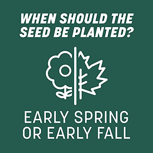 Pennington Smart Seed Sun and Shade Tall Fescue Grass Seed Mix for Southern Lawns 7 lb - Image 5