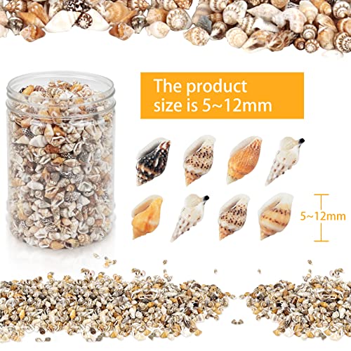 Weoxpr 2000 Pcs Tiny Sea Shells for Crafting,Mixed Ocean Beach Mini Seashells Bulk for Home Decorations,Beach Theme Party, Small Shells for Craft, Wedding Decor, Fish Tank Vase Filler(5-12 mm) - Image 4