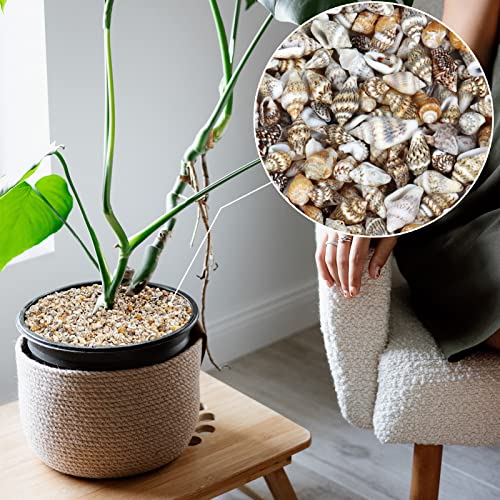 Weoxpr 2000 Pcs Tiny Sea Shells for Crafting,Mixed Ocean Beach Mini Seashells Bulk for Home Decorations,Beach Theme Party, Small Shells for Craft, Wedding Decor, Fish Tank Vase Filler(5-12 mm) - Image 2