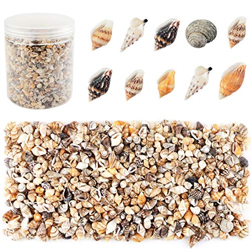 Weoxpr 2000 Pcs Tiny Sea Shells for Crafting,Mixed Ocean Beach Mini Seashells Bulk for Home Decorations,Beach Theme Party, Small Shells for Craft, Wedding Decor, Fish Tank Vase Filler(5-12 mm) - Image 1