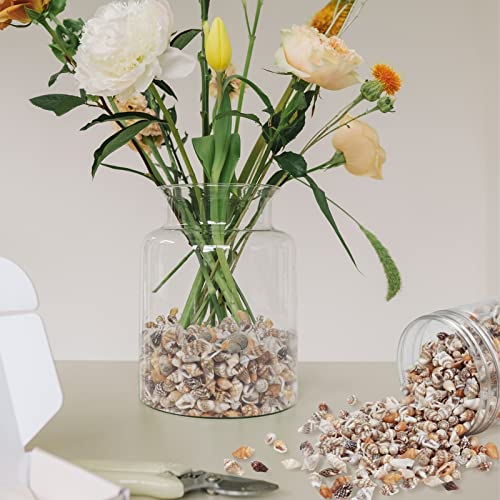Weoxpr 2000 Pcs Tiny Sea Shells for Crafting,Mixed Ocean Beach Mini Seashells Bulk for Home Decorations,Beach Theme Party, Small Shells for Craft, Wedding Decor, Fish Tank Vase Filler(5-12 mm) - Image 5