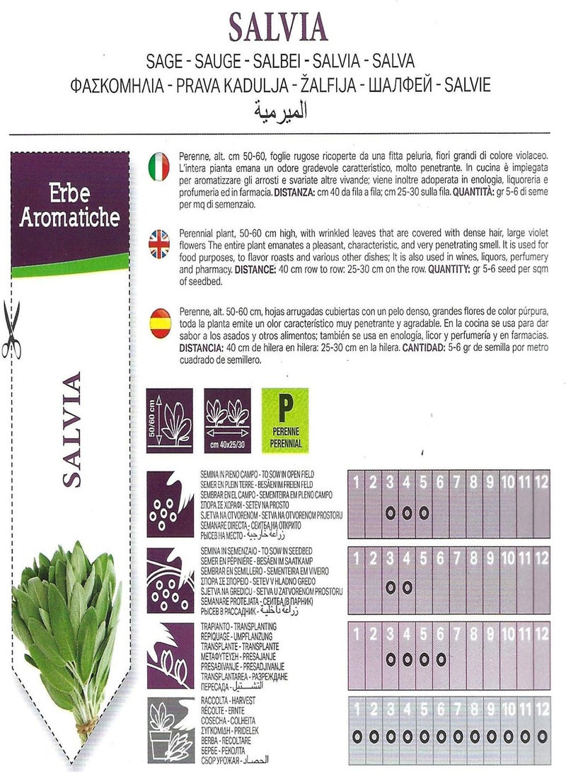 GGOOT Italian SAGE - 0.5 Gram Approx 66 PICTORIAL Packet - Image 2