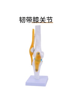 Anatomical Joint Models 1:1 Skeleton Display Knee joint
