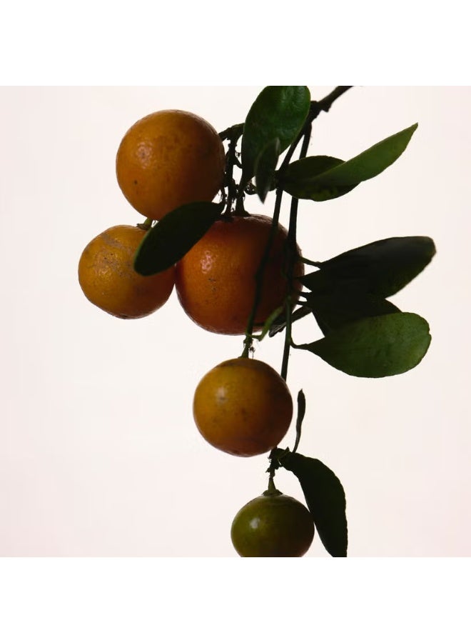 Fenty Eau de Parfum 75ml - Image 4