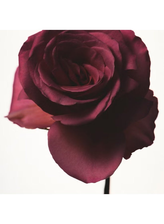 Fenty Eau de Parfum 75ml - Image 3