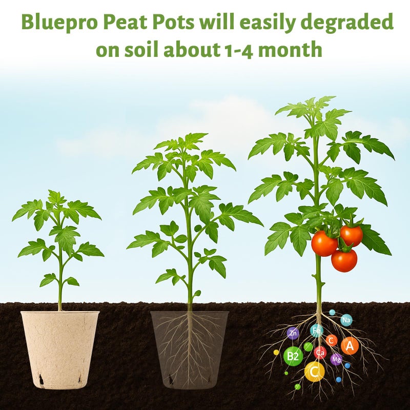 Bluepro 120 Packs 3.15 Inch Peat Pots, Biodegradable Pots for Seedlings with Drainage Holes, Herb Seed Starter - Image 4
