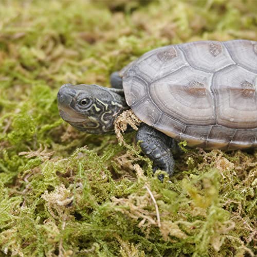 Begeterday 6.5oz Pure Natural Reptile Moss for Humidity, Great for Snakes, Turtle and Other Reptiles, Good for Terrariums for Reptiles & Amphibians - Image 2