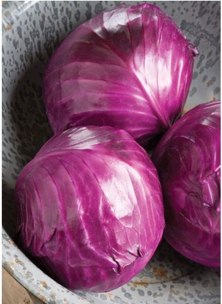 Cabbage Ruby Perfection 7742 (Red) 100 Non-GMO, Hybrid Seeds - pzsku/Z1F84497ABE5419AAF187Z/45/_/1740460580/e3025bf8-25cd-4102-82dd-8c326c9db0dd