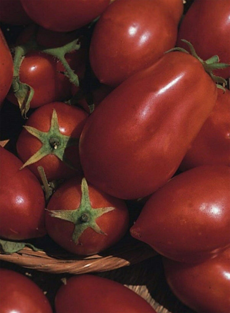 جي جوت 30 بذرة من طماطم سان مارزانو الإيطالية الطازجة ذات المحصول الوفير - Image 1