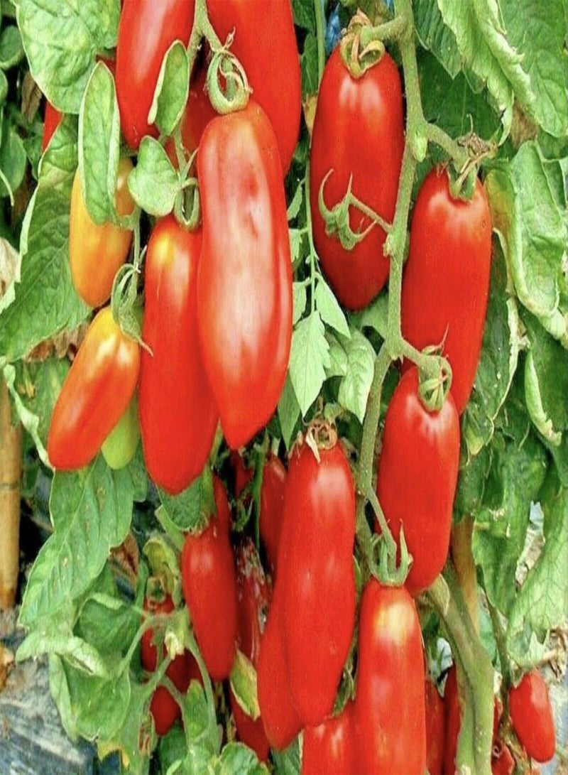 جي جوت 30 بذرة من طماطم سان مارزانو الإيطالية الطازجة ذات المحصول الوفير - Image 2