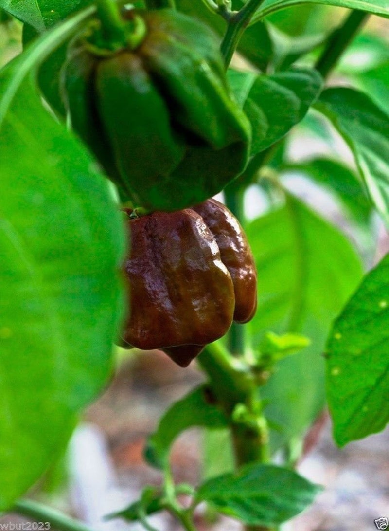 GGOOT Jamaican, Hot Chocolate , Scotch Bonnet ,   () 10 Seeds - Image 1
