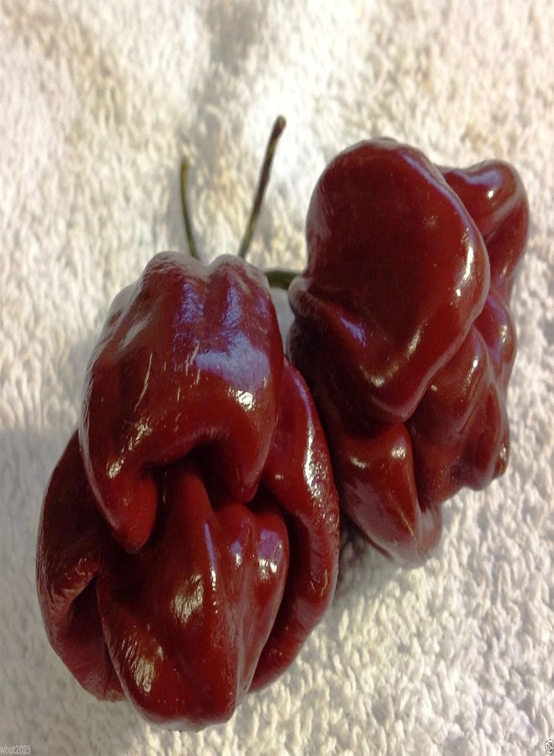 GGOOT Jamaican, Hot Chocolate , Scotch Bonnet ,   () 10 Seeds - Image 3