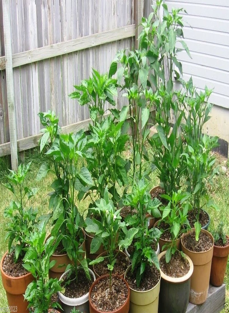 GGOOT Jamaican, Hot Chocolate , Scotch Bonnet ,   () 10 Seeds - Image 2