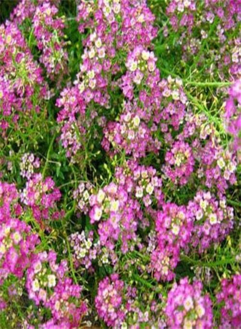 جي جوت أليسون (لوبولاريا ماريتيما الملكة البنفسجية) - 200 بذرة - Image 1