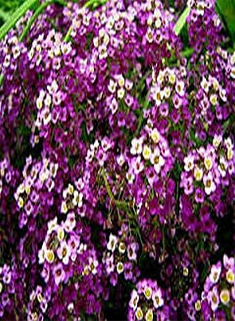 جي جوت أليسون (لوبولاريا ماريتيما الملكة البنفسجية) - 200 بذرة - Image 2