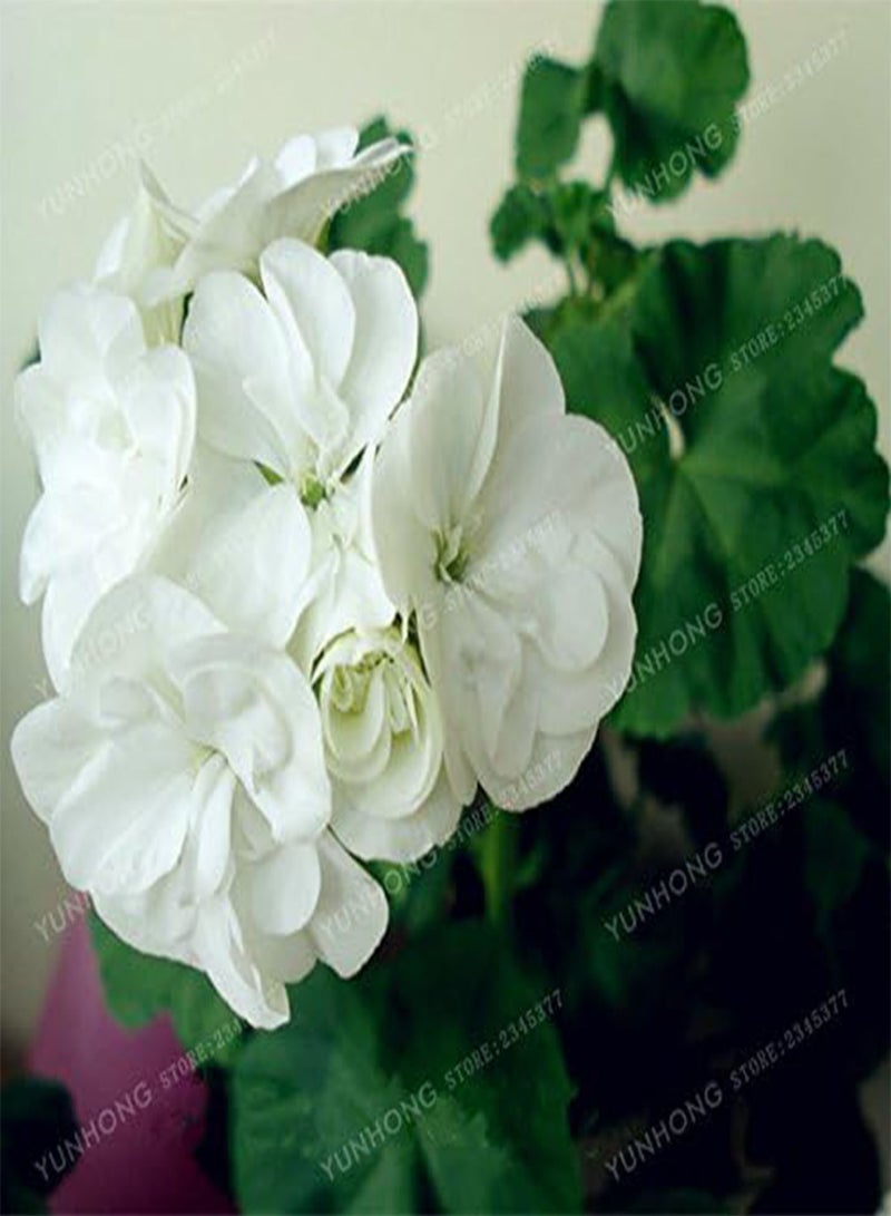 GGOOT Rare Geranium Seeds Apple Blossom Rosebud Pelargonium Potted Balcony Planting Seasons Pelargonium Potted Sprouting 95% 20Pcs 4 - Image 5