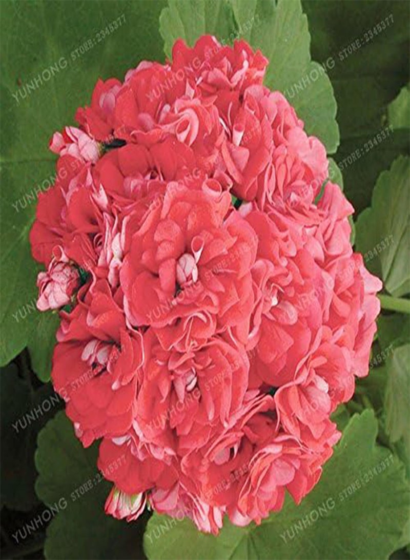 GGOOT Rare Geranium Seeds Apple Blossom Rosebud Pelargonium Potted Balcony Planting Seasons Pelargonium Potted Sprouting 95% 20Pcs 4 - Image 3