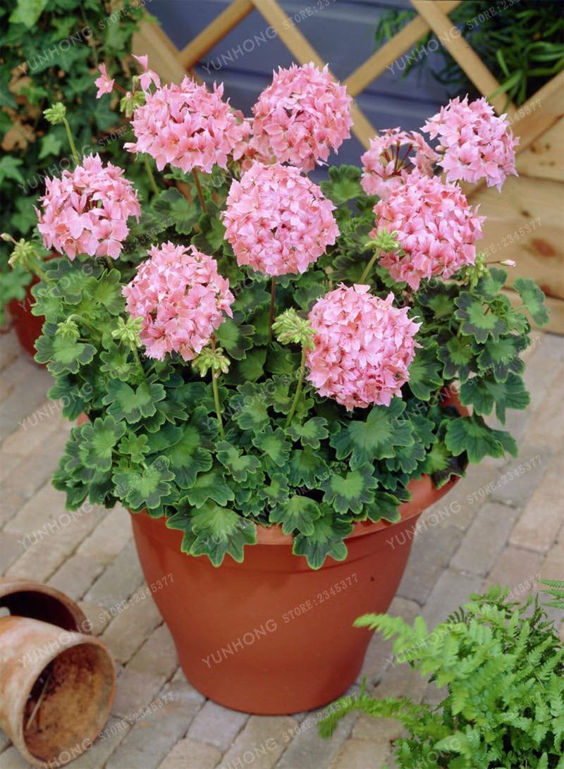 GGOOT Rare Geranium Seeds Apple Blossom Rosebud Pelargonium Potted Balcony Planting Seasons Pelargonium Potted Sprouting 95% 20Pcs 4 - Image 2