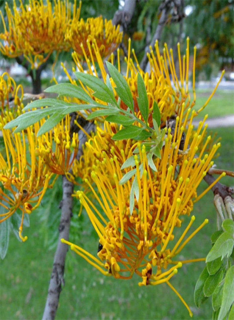 جي جوت 50 قطعة لكل كيس من بذور الزهور، بذور غريفيليا روبوستا للحديقة المنزلية، نباتات طبيعية زخرفية قوية وحيوية، شتلات بونساي، بذور مقاس واحد - Image 2