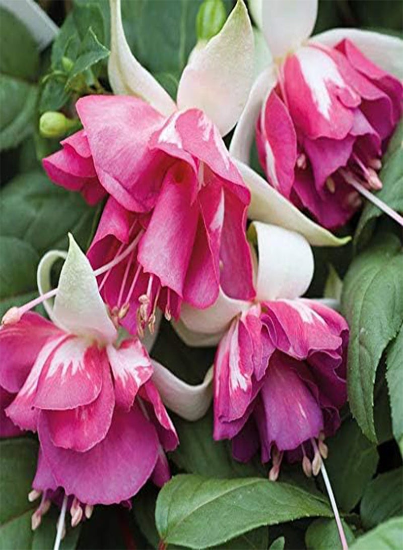 GGOOT seeds Fresh 100 pcs Fuchsias Flower seeds for Planting Pink mix2