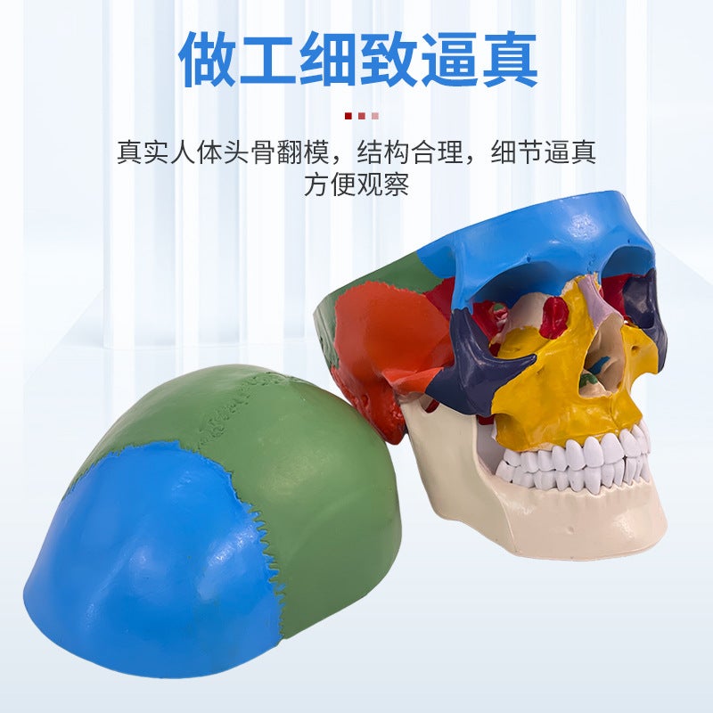 1 To 1 Head Human Skull Natural Large Adult Skull Teaching Medical Beauty Skull Skull Skull Model - Image 4