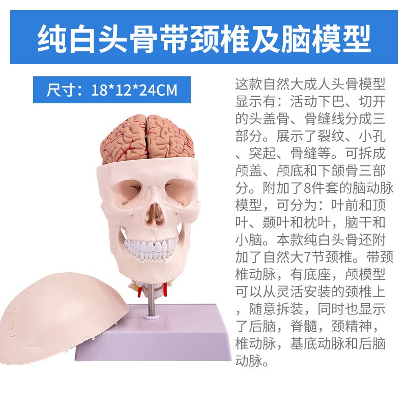 1 To 1 Head Human Skull Natural Large Adult Skull Teaching Medical Beauty Skull Skull Skull Model - Image 1