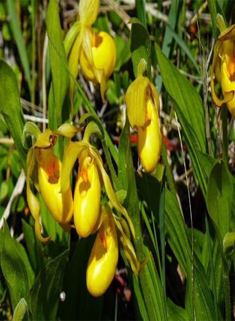 GGOOT 100pcs Yellow Lady Slipper Flower Seeds - Image 1