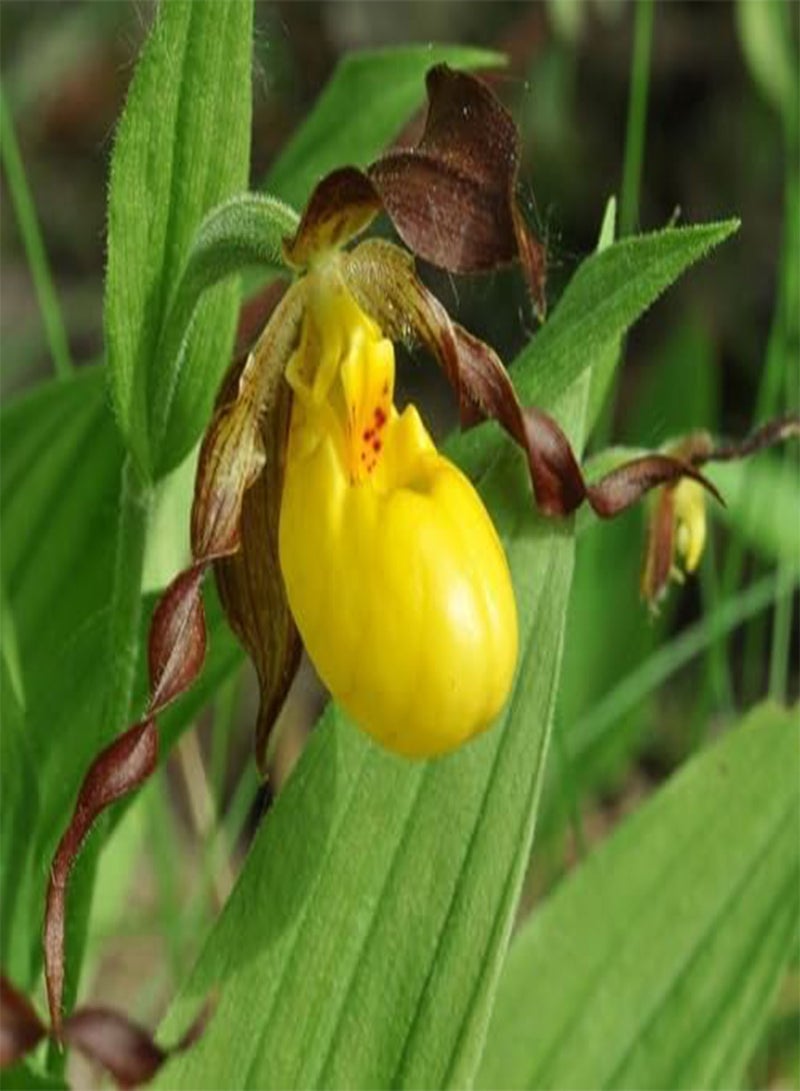 GGOOT 100pcs Yellow Lady Slipper Flower Seeds - Image 2