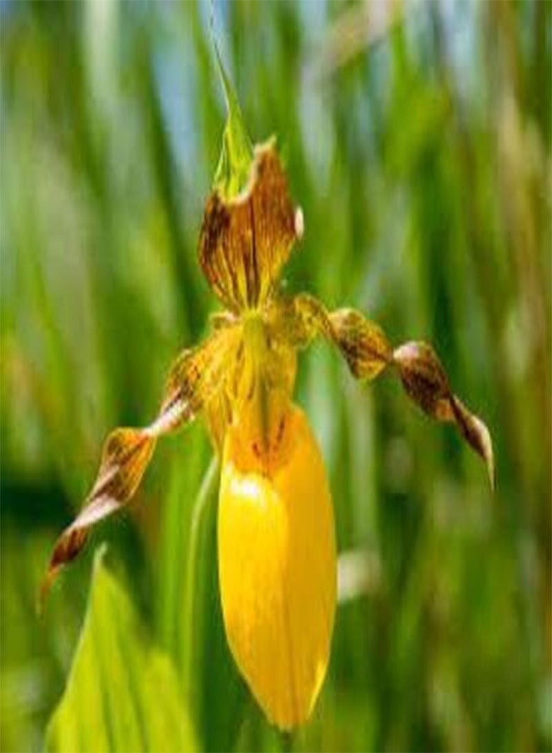 GGOOT 100pcs Yellow Lady Slipper Flower Seeds - Image 5