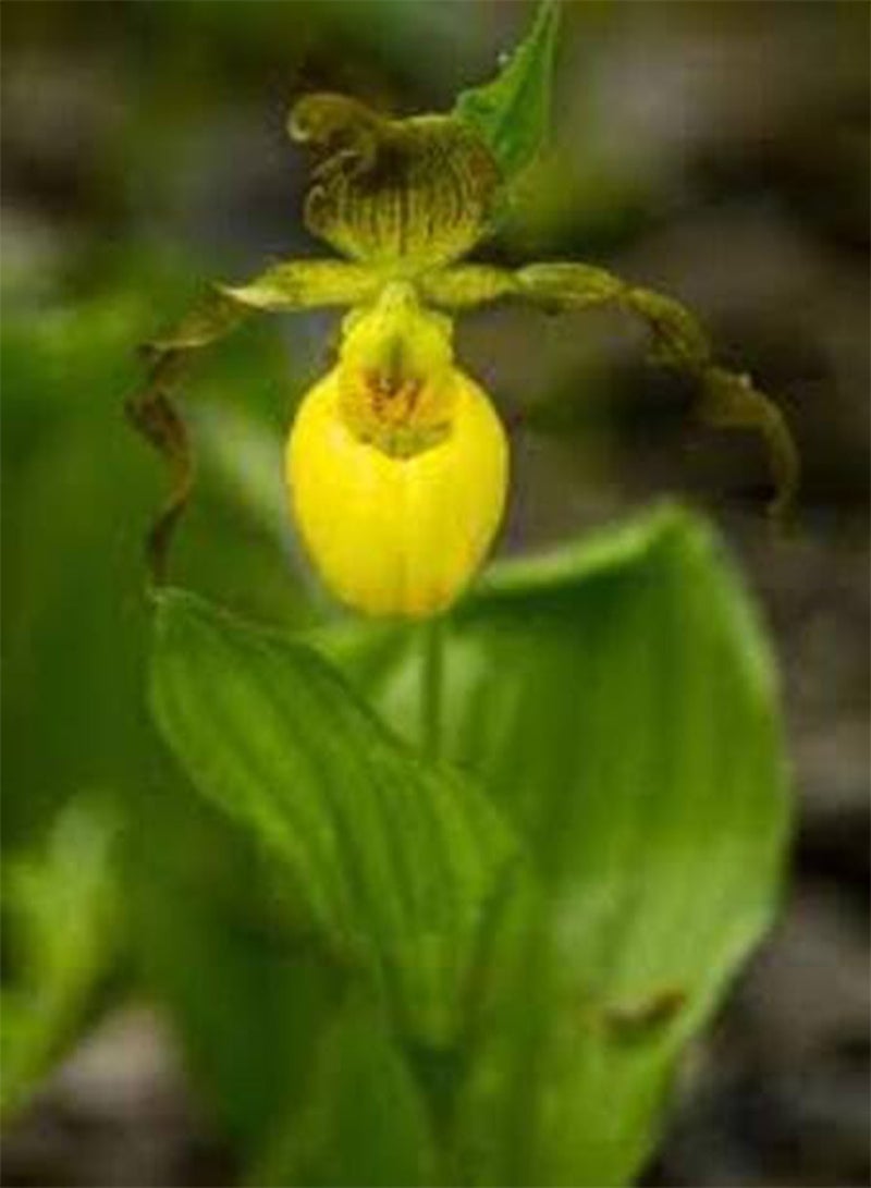 GGOOT 100pcs Yellow Lady Slipper Flower Seeds - Image 4