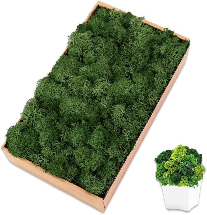 TCYPUHL Preserved Reindeer Moss, 7 oz Dark Green Decorative Craft Moss for Potted Plants, Fairy Gardens, DIY Wall Art, Floral Arrangements, Christmas Easter Wedding Holiday Decor - Image 1