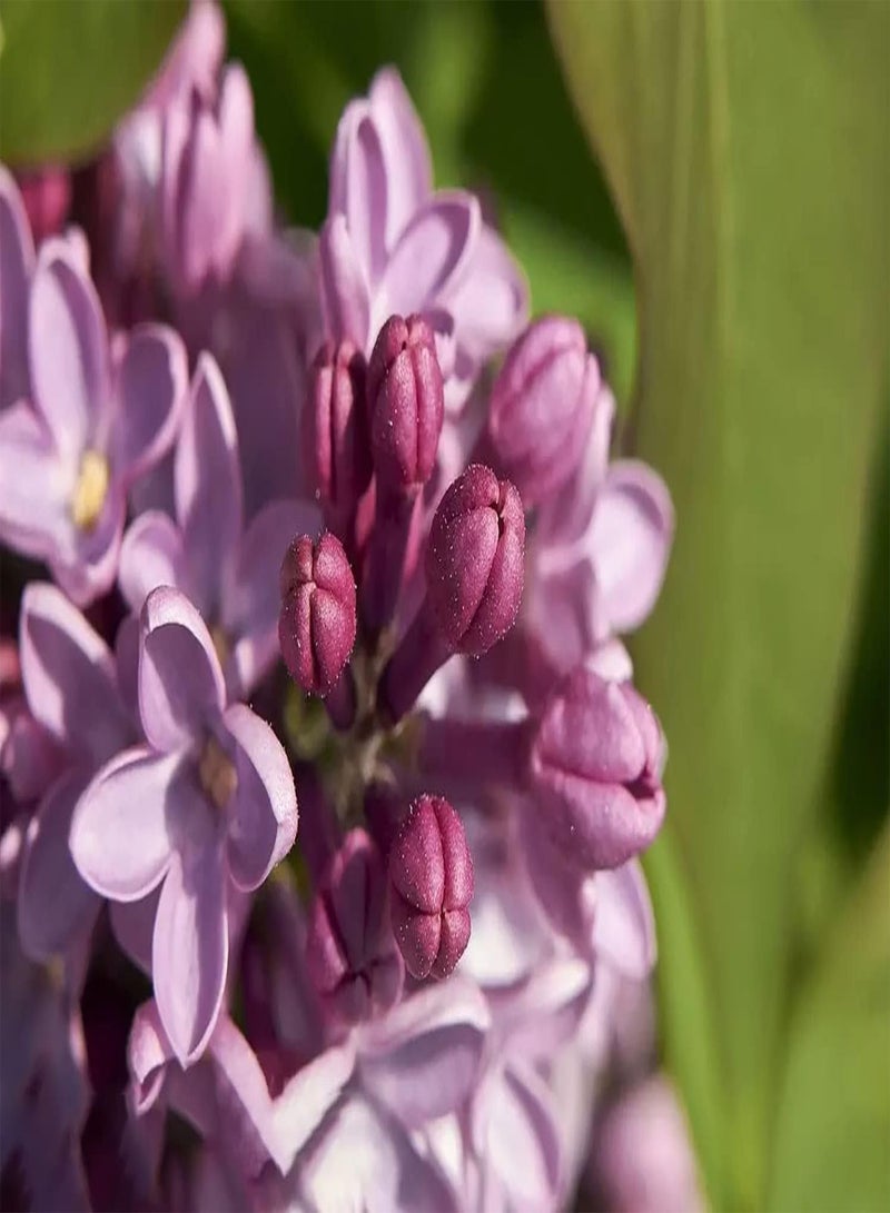 GGOOT 25pcs Pink Lilac Seeds One of The Best Choices for Decorating Flower Bed Window Frames Easy to Plant Manage and Maintain Quite Exotic - Image 1