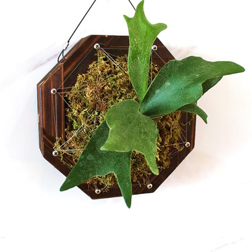 Dranvosk Staghorn Fern Mounting Kit - Wood Wall Planter for Orchids,Herbs & Indoor Plants | Hanging Plant Holder,Basket & Stand for Wall Decor(8.18inch) - Image 4