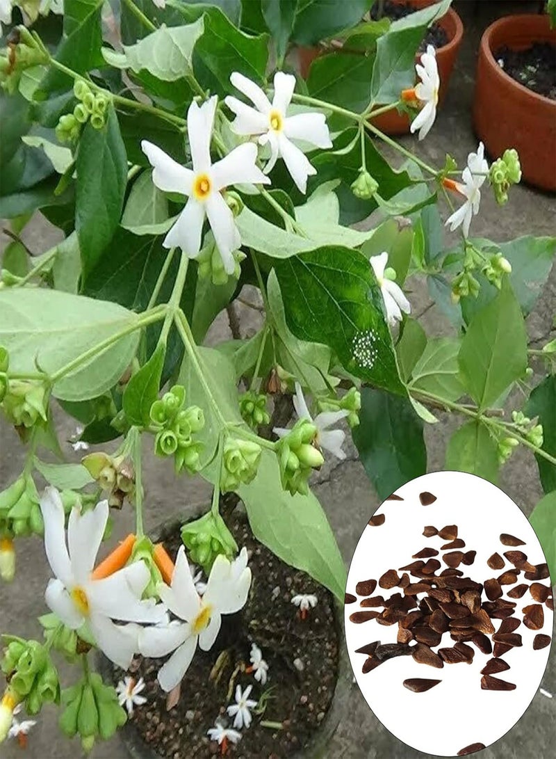 GGOOT 100Pcs/Bag Seeds Prolific Deciduous Special Excellent Producing Parijat Seeds - Image 1