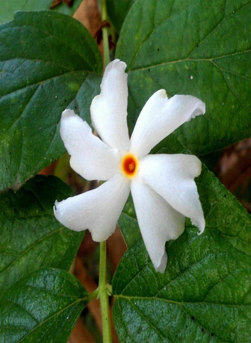 GGOOT 100Pcs/Bag Seeds Prolific Deciduous Special Excellent Producing Parijat Seeds - Image 2