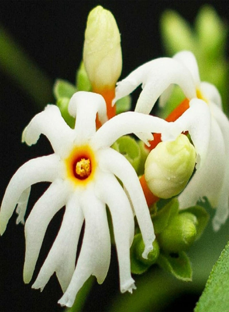 GGOOT 100Pcs/Bag Seeds Prolific Deciduous Special Excellent Producing Parijat Seeds - Image 5