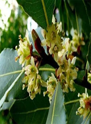seeds 25pcs Laurus Nobilis Bay Leaf Laurel Plant seeds - pzsku/Z1FA101C5B030BC5290F3Z/45/_/1740894540/fde0c05d-c51d-40c7-933e-95eca2fc5da7