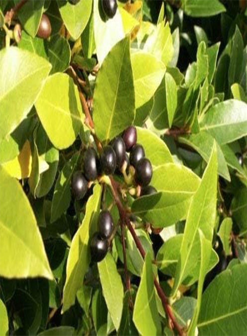 seeds 25pcs Laurus Nobilis Bay Leaf Laurel Plant seeds