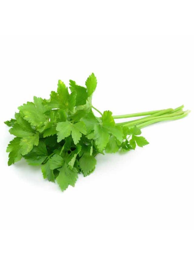 Coriander, 70g to 80g per bunch, UAE